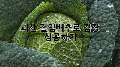 괴산 절임배추로 김장 성공하기!